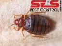 SES Bed Bug Control Melbourne logo